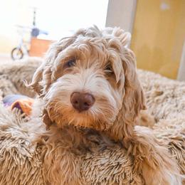 Australian Labradoodle Puppies from Foothills Doodles