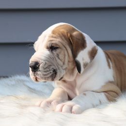 Girl 2 - Great Dane puppy in Michigan from Ohana Great Danes of Michigan