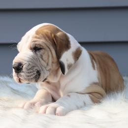 Girl 2 - Great Dane puppy in Michigan from Ohana Great Danes of Michigan