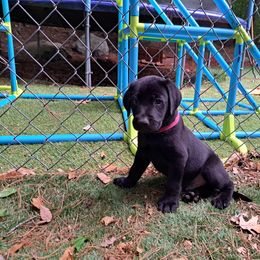 Boy 3 - Black Labrador Retriever puppy in Shrewsbury, Massachusetts from Inna's Labrador Retrievers