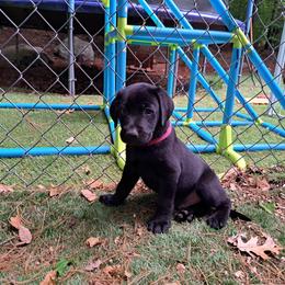 Boy 3 - Black Labrador Retriever puppy in Shrewsbury, Massachusetts from Inna's Labrador Retrievers