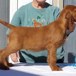 Irish Setter Puppies from Anamacara Irish Setters