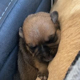 Pug Puppies from Milan Pugs