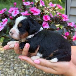 London - Tri-color female Bernedoodle puppy in Perrysville, Ohio from Pleasant Valley Bernedoodles