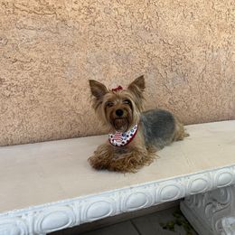 Molly - Yorkshire Terrier