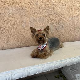 Molly - Yorkshire Terrier