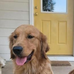 Golden Retrievers from Faul Oaks Farm Golden Retrievers