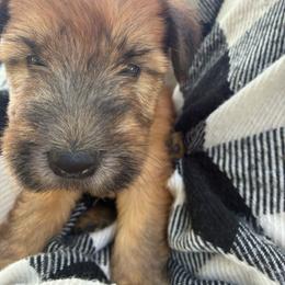 Sarabi - Wheaten female Soft Coated Wheaten Terrier puppy in Nokomis, Illinois from Windhill Wheatens