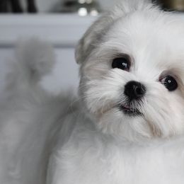 Bichon Frises, German Shepherds, and Maltese from Top Shepherd -Bichon Frisé-Maltise