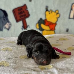 Pink Girl - Black and tan female Dachshund puppy in Turlock, California from Weenie Wonderland