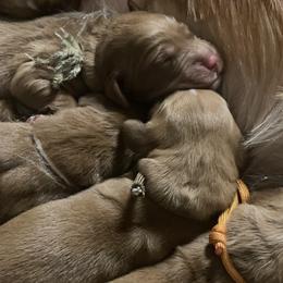 Boy 5 - Golden Retriever puppy from Red Ridge Retrievers