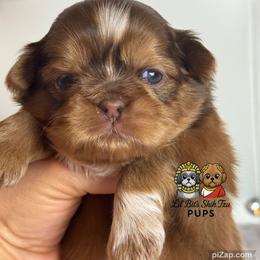 Neil - Liver male Shih Tzu puppy in Walkertown, North Carolina from Lil’ Bit’s Shih Tzu