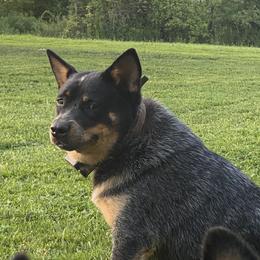 Maka - Australian Cattle Dog