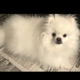 Lotus - Pomeranian