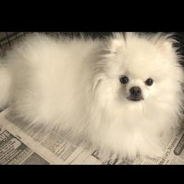 Lotus - Pomeranian