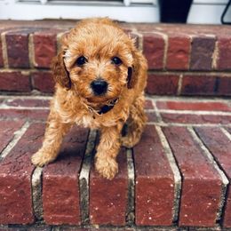 Cavapoo, Havapoo, and Poodle Puppies from West Cobb Dogs