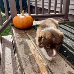 Australian Shepherd Puppies from Discovery Hill Australian Shepherds