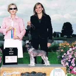 Chinese Crested Puppies from Breezy Meadows