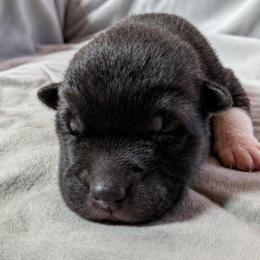 Girl 2 - Brown, black overlay female Akita puppy in Tombstone, Arizona from WeVolution Off-Grid