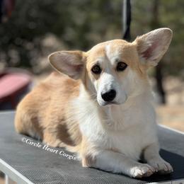 Bling - Pembroke Welsh Corgi