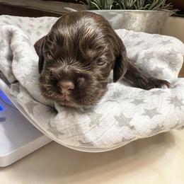 Powers - Brown male Cocker Spaniel puppy in Camp Douglas, Wisconsin from Bluff Country Cockers