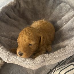 Miniature Schnauzer, Poodle, and Yorkshire Terrier Puppies from Copper Rose Farm