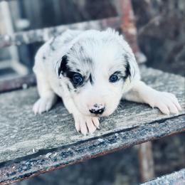 Maroon - Blue merle female Border Collie puppy in Minden, Iowa from Rocking N Registered Border Collies & Labradors