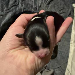 Frosty - Black tri male Miniature Australian Shepherd puppy in Weatherford, Texas from F & T Aussies