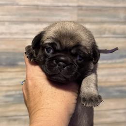 Mia (purple) - Fawn female Pug puppy in Hereford, Arizona from Broken Road Ranch Pugs