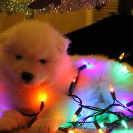 Samoyeds from Saratoga Samoyeds