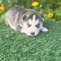 Royal - Gray and white male Siberian Husky puppy in Gardner, Kansas from Husky Love and Pups