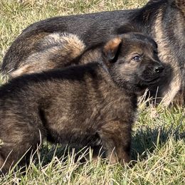 German Shepherd Puppies from Alten Waechter German Shepherds