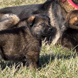 German Shepherd Puppies from Alten Waechter German Shepherds
