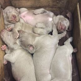 Weimaraner Puppies from North Georgia Weims