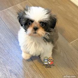 Chevy - Tricolor male Shih Tzu puppy in Walkertown, North Carolina from Lil’ Bit’s Shih Tzu
