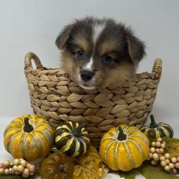 Earl - Blue male Pembroke Welsh Corgi puppy in Waco, Texas from The Comma Corgis