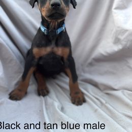 Blue - Black and rust male Doberman Pinscher puppy in New Ipswich, New Hampshire from Fox Farm Kennel