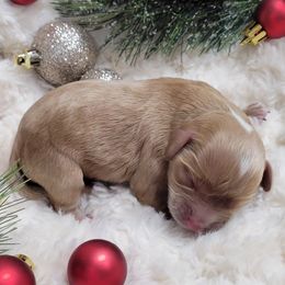 Aussiedoodle, Cavapoo, and Poodle Puppies from B&M Cottonwood Canines