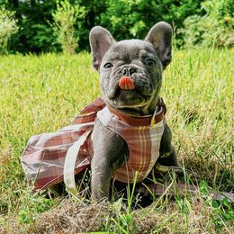 French Bulldog Puppies from Hudson Valley Frenchies