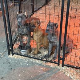 Cane Corso Puppies from Corso Empire