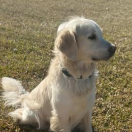 Oakley - Light golden male Golden Retriever puppy in Ocala, Florida from Hidden Oaks Golden Retrievers