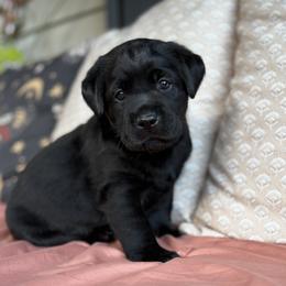 Juniper - Black female Labrador Retriever puppy in Rocky Top, Tennessee from Rocky Top Retrievers