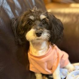 Luna - Chocolate and white female Havapoo puppy in Lancaster, South Carolina from 3 Bs Havanese-PUPPIES with  PURPOSE