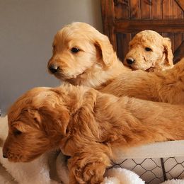 Goldendoodles from Owen's Oodles
