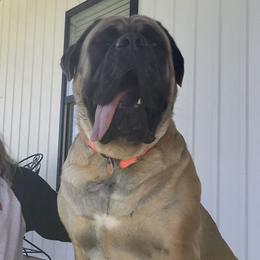 Gracie - Mastiff