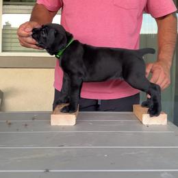 Teal - Black female Cane Corso puppy in Homeland, California from Dal Deserto Cane Corso