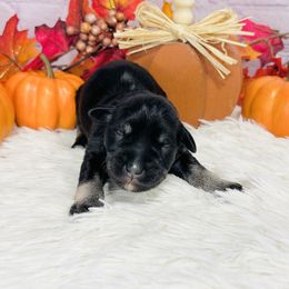 Biscuit - Black and silver male Miniature Schnauzer puppy in Springfield, Tennessee from My Lovable Schnauzers