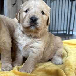 Vanny - Golden Retriever puppy in Columbia, Missouri from Hidden Groves Goldens