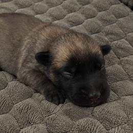 Boy 3 - Black male Belgian Malinois puppy in Columbia, South Carolina from Kaizen Ruach Malinois