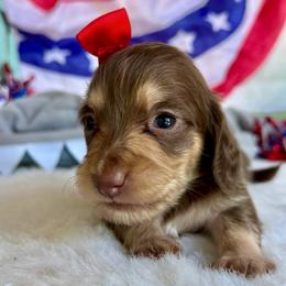 Flossy(2800 AKC pet) - Chocolate and cream female Dachshund puppy in Augusta, Arkansas from Savvy-Dee's Dachshunds